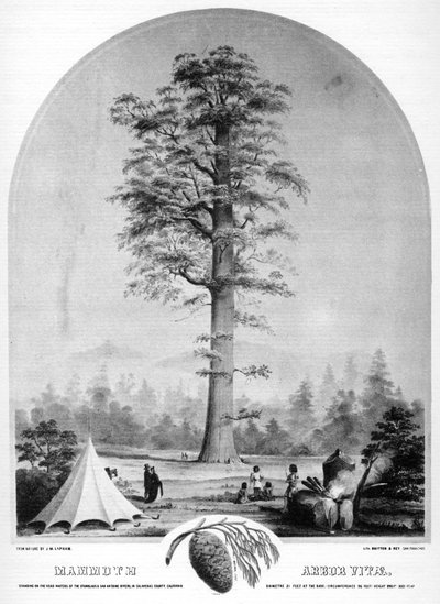 Un grand arbre, Californie, USA - Britton and Rey