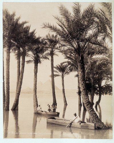 Une palmeraie au pied des pyramides d