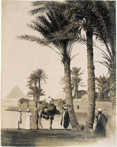 Palmeraie au pied des pyramides d