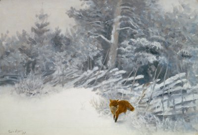 Un renard dans les bois d