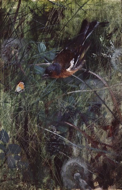 Pinson - Bruno Andreas Liljefors