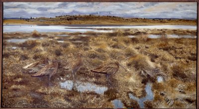 Courlis dans les marais. Peinture de Bruno Andreas Liljefors - Bruno Andreas Liljefors