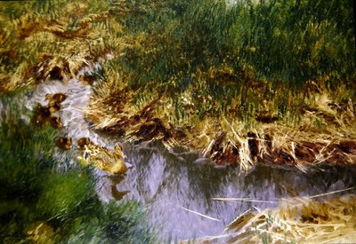 Canards et canetons dans un ruisseau - Bruno Andreas Liljefors