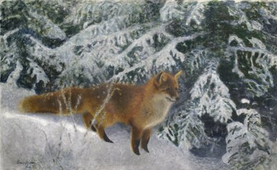 Renard en hiver - Bruno Andreas Liljefors