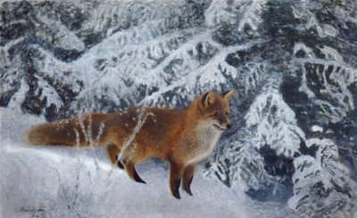 Renard d