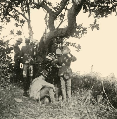 Arbre d