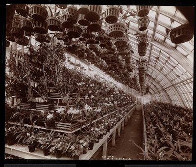 Orchidées dans une serre au domaine Helen Gould (ancienne résidence de Jay Gould) à Tarrytown, New York, 1894 - Byron Company