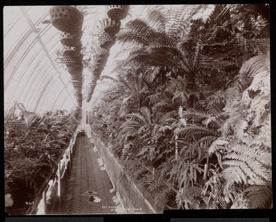 Plantes dans une serre au domaine Helen Gould (ancienne résidence de Jay Gould) à Tarrytown, New York, 1894 - Byron Company