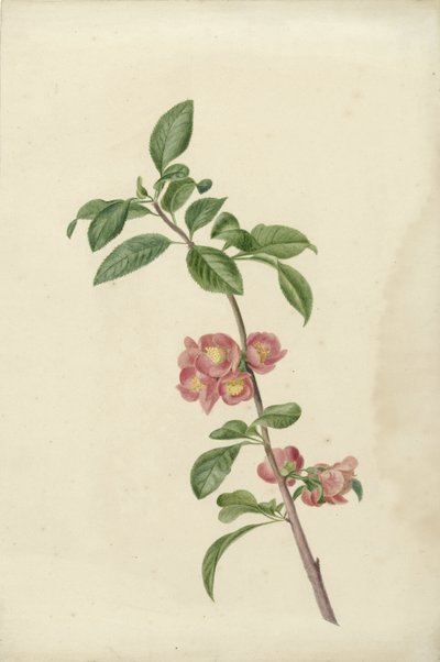 Branche de cerisier japonais en fleur - C.J. Kruimel