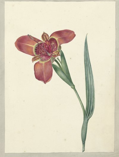 Fleur nommée Ferraria Tigrina - C.J. Kruimel
