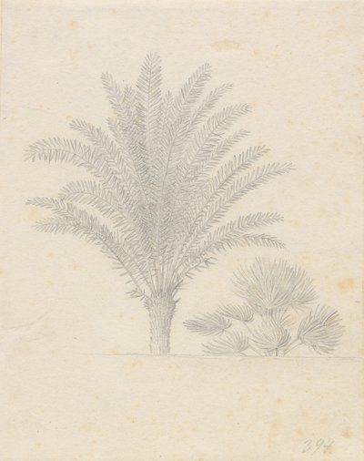 Palmier et groupe de feuilles - Christoffer Wilhelm Eckersberg