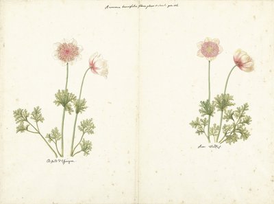 Deux études d