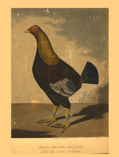 Rouge à poitrine striée. Appelé le Broyeur d