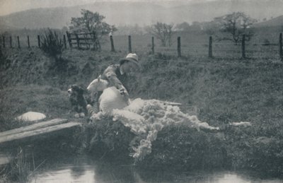 Tonte des moutons, 1910 - C. Reid