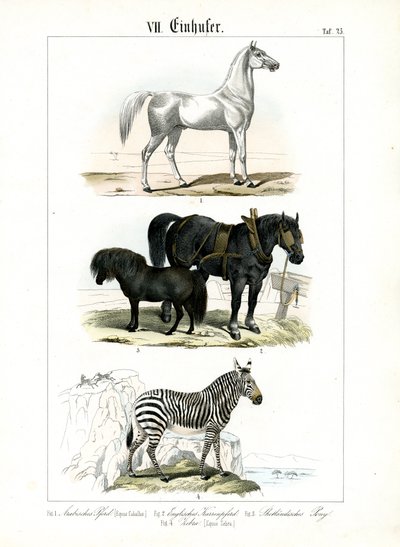 Les équidés : Chevaux et zèbres - C. Roth