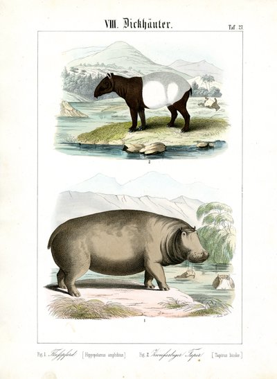 Hippopotame et tapir - C. Roth