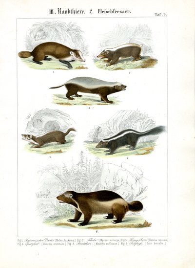Carnivores mustélidés - C. Roth