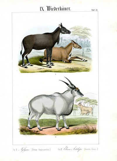 Antilope Nilgai et Eland - C. Roth