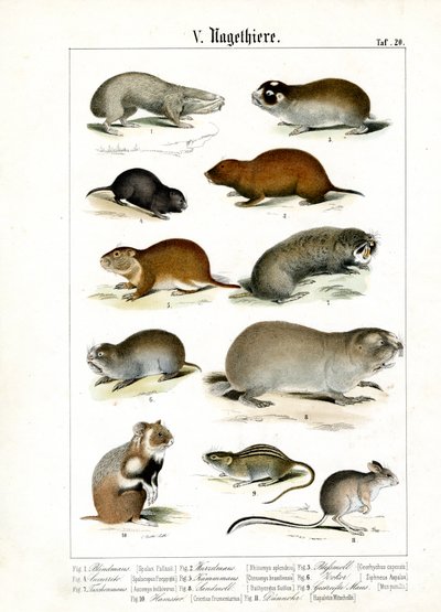 Les rongeurs et leurs adaptations morphologiques - C. Roth