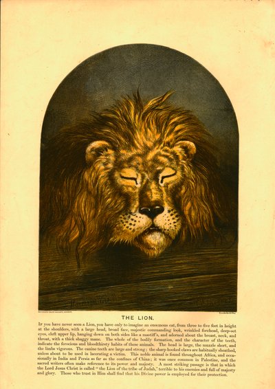 Le Lion - C Sheeres