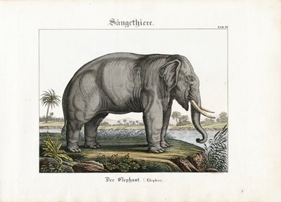 Éléphant d