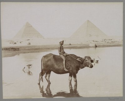 Garçon sur un buffle avec deux pyramides en arrière-plan en Égypte - C. and G. Zangaki