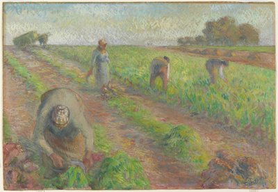 La Récolte des betteraves, 1881 - Camille Jacob Pissarro
