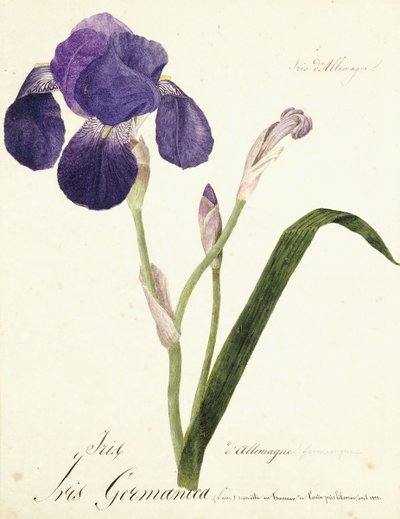 Iris germanique - Capitaine Pelletier