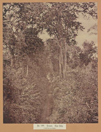 No. 120. Rangoon. Tiger Alley - Capt. Linnaeus Tripe