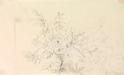 Croquis de plantes et d