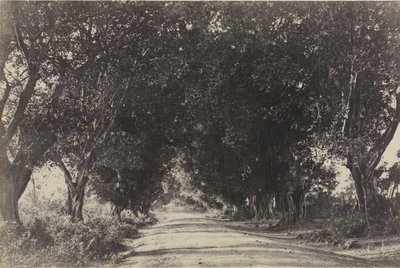 Avenue des banians, Seringham, Inde, 1858 - Captain Linnaeus Tripe