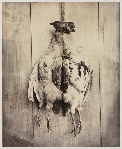 Perdrix recto, vers 1861 - Captain N. Baily