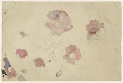 Études de fleurs en violet et rose - Carel Adolph Lion Cachet