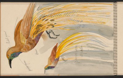 Großer Paradiesvogel - Carel Adolph Lion Cachet