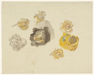 Études de fleurs jaunes - Carel Adolph Lion Cachet