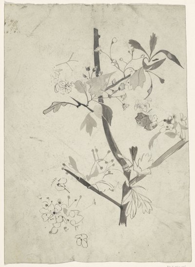 Branche avec fleur - Carel Adolph Lion Cachet