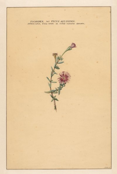 Ficus - Carel Borchaert Voet