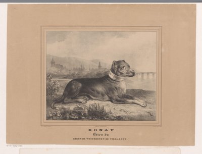 Chien Donau - Carel Christiaan Antony Last