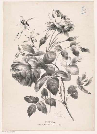 Deux roses (Pictura) - Carel Christiaan Antony Last