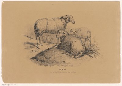 Quatre moutons - Carel Christiaan Antony Last