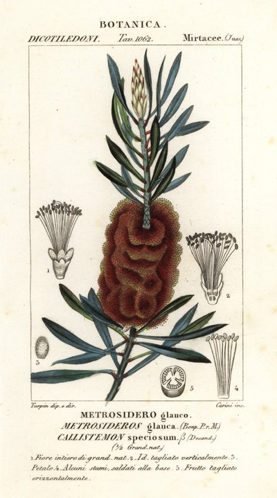 Albany bottlebrush, Callistemon speciosus - Carini Carini