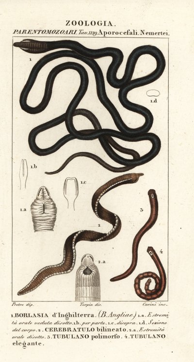 Ver de lacet, Lineus longissimus 1, Borlasia angliae 1, ver à proboscis, Cerebratulus bilineatus 2, Cerebratulus bilineatus 2, ver ruban, Tubulanus polimorphus 3, Tubulanus elegans 4 - Carini Carini