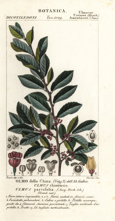 Orme de Chine ou orme à écorce de dentelle, Ulmus parvifolia, Ulmus chinensis, Olmo della China - Carini Carini