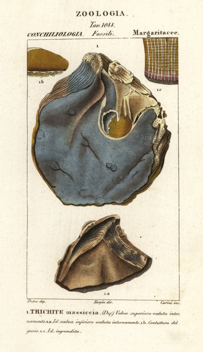Fossile d