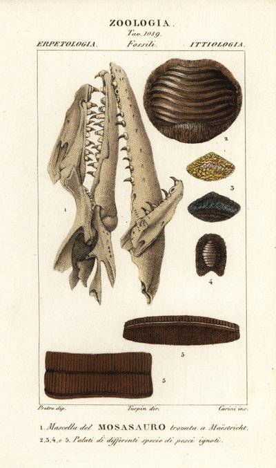 Crâne fossile d