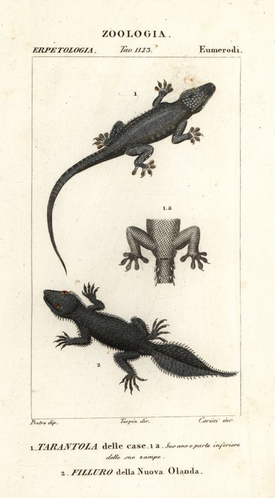 Gecko domestique, Hemidactylus frenatus 1, et gecko à queue large, Phyllurus platurus 2 - Carini Carini