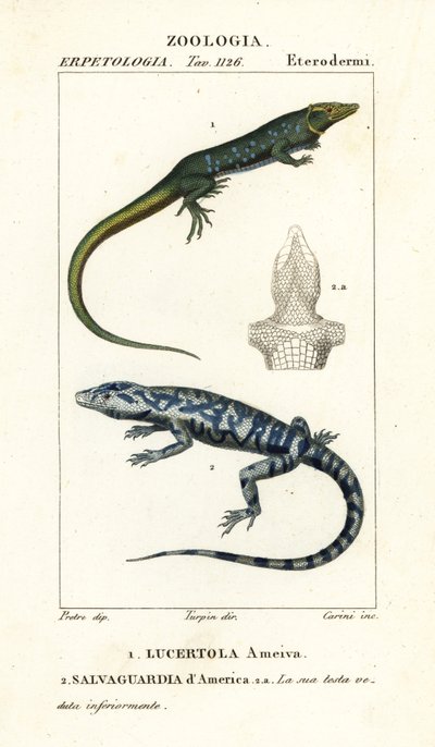 Coureur de jungle, Ameiva ameiva, Lucertola ameiva 1 et tegu doré, Tupinambis teguixin, Salvaguardia d