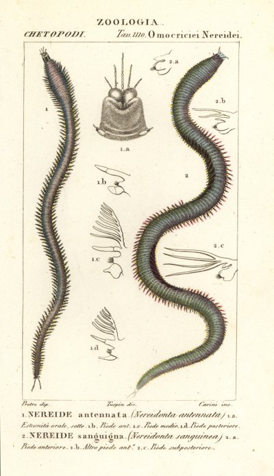 Leodice antennata, Nereidonta antennata 1, et Eunice sanguinea, Nereidonta sanguinea 2 - Carini Carini