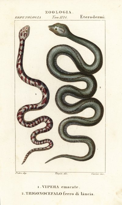 Cobra cracheur à collier, Hemachatus haemachatus 1, et fer-de-lance de Martinique, Bothrops lanceolatus 2 - Carini Carini