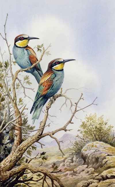 Guêpiers - Carl Donner